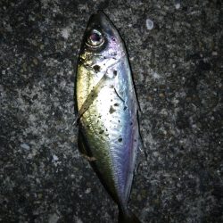 アジング，今週の外道